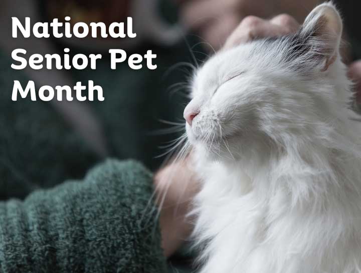 National Senior Pet Month