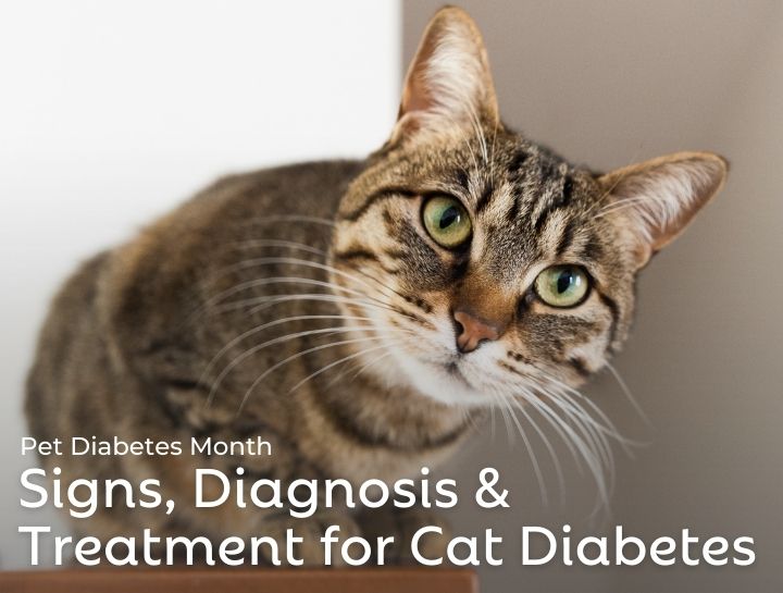 National Pet Diabetes Month: Raising Awareness