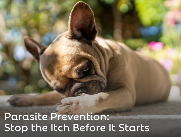 Parasite Prevention: Stop the Itch Before It Starts