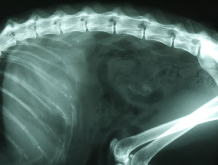 Cat Radiology