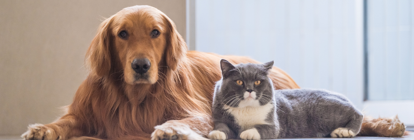 veterinarians Castle Rock