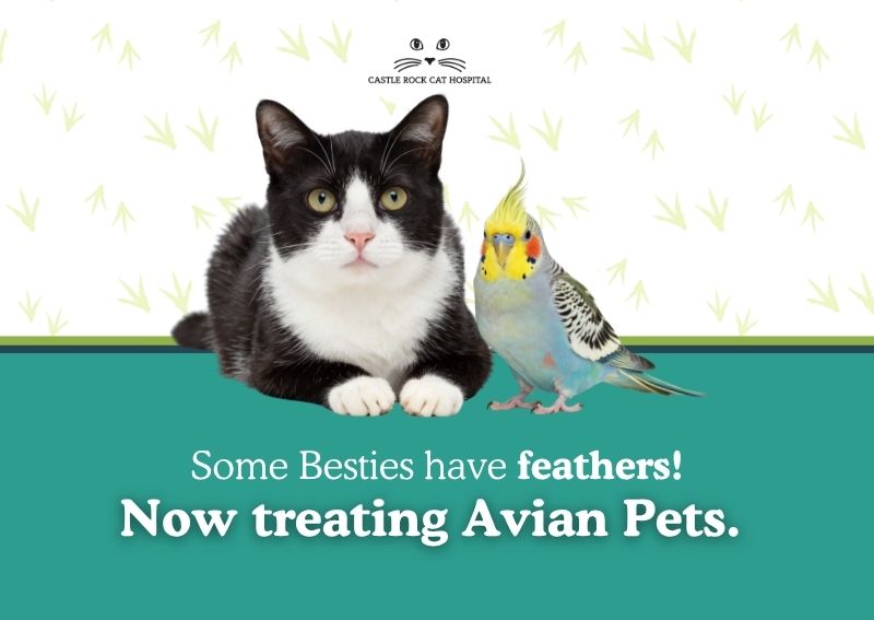 Carousel Slide 3: Learn more about our avian services here>>