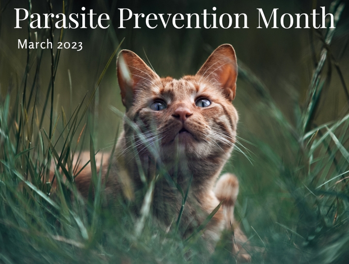 Parasite Prevention Month