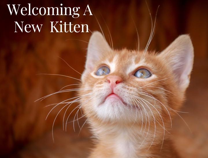 Welcoming A New Kitten