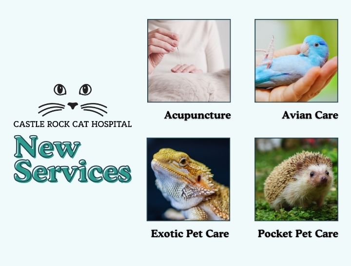 Castle Rock Cat Hospital Now Offering Acupuncture, Avian, Exotic, and Pocket Pet Care!